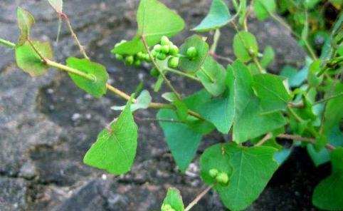 俗称蛇不过,浑身长满倒刺,农村娃当零食吃,晒干后20元1斤|杠板归|倒刺