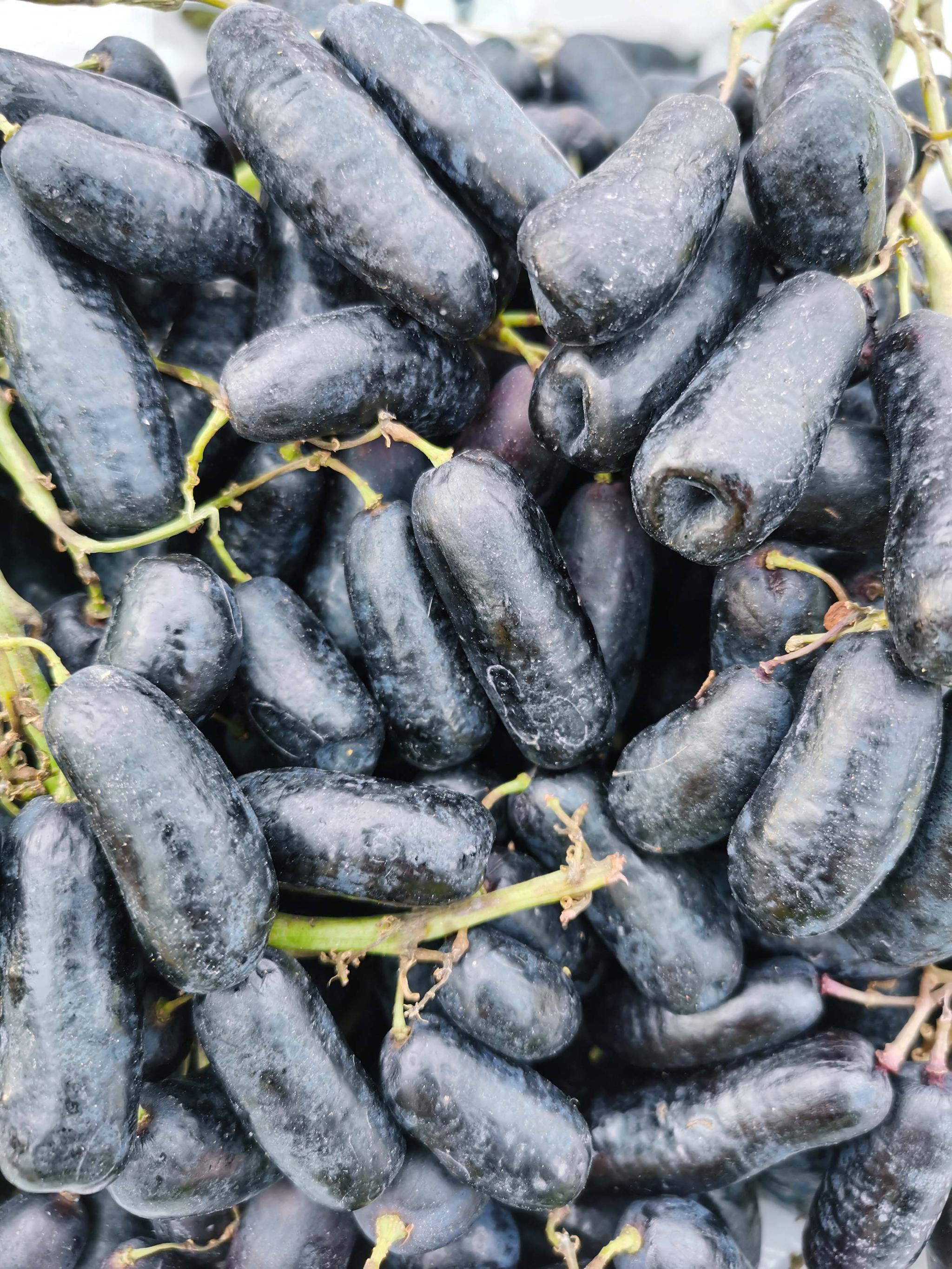 黑美人指葡萄原创拍摄