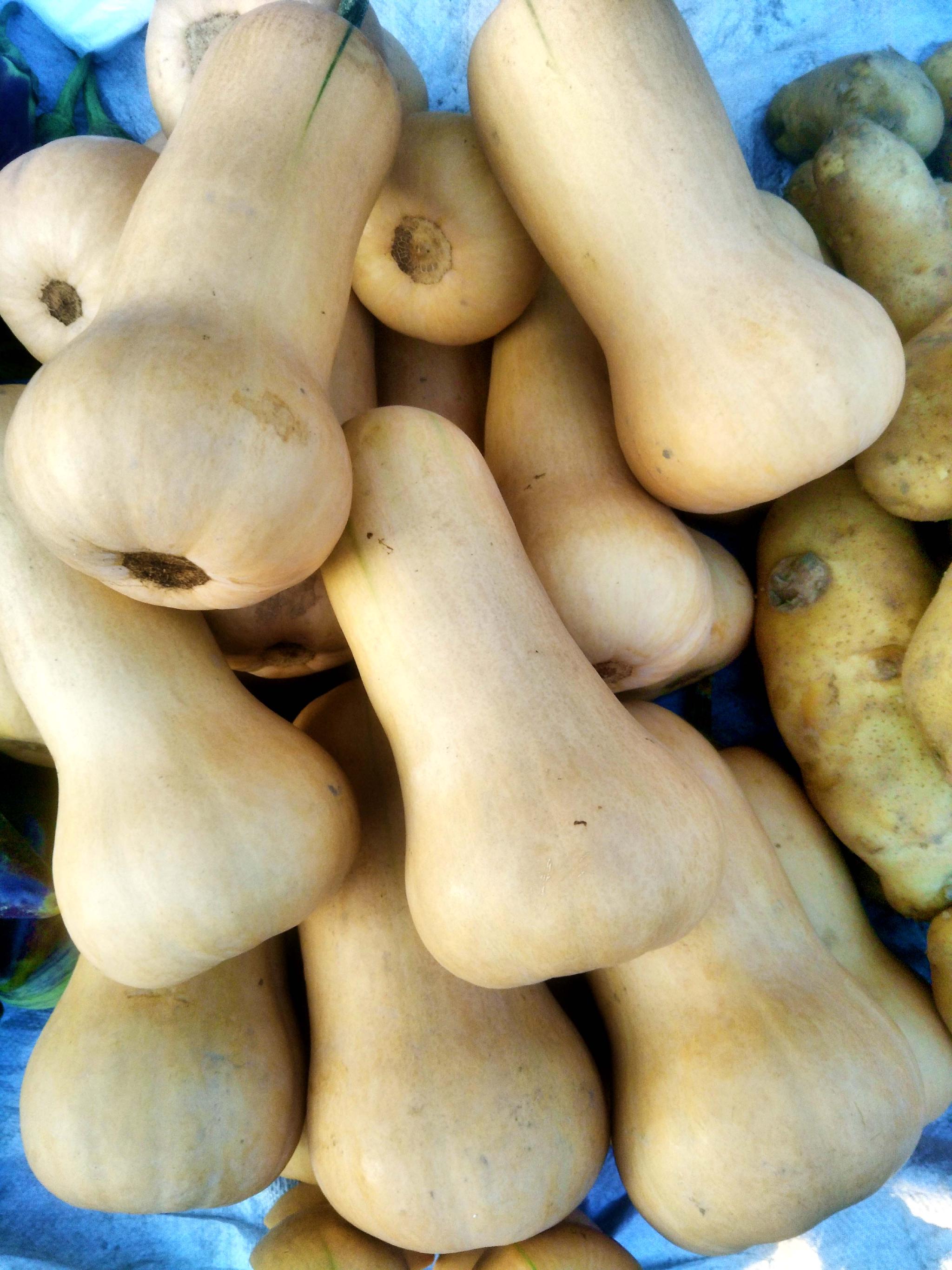 胡桃南瓜也叫笋瓜,原创拍摄|笋瓜|胡桃|南瓜_新浪新闻