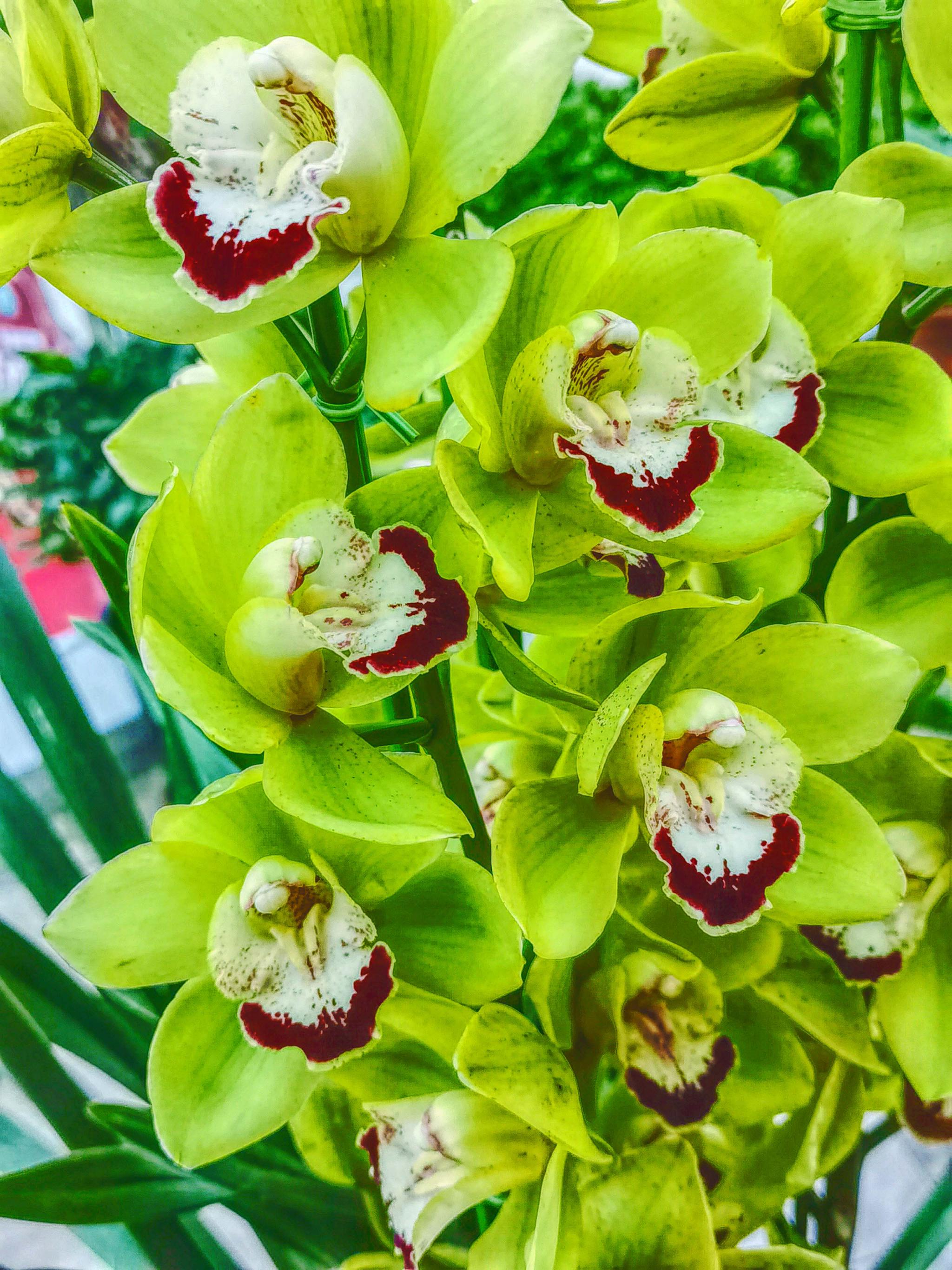 绿花大花蕙兰原创拍摄