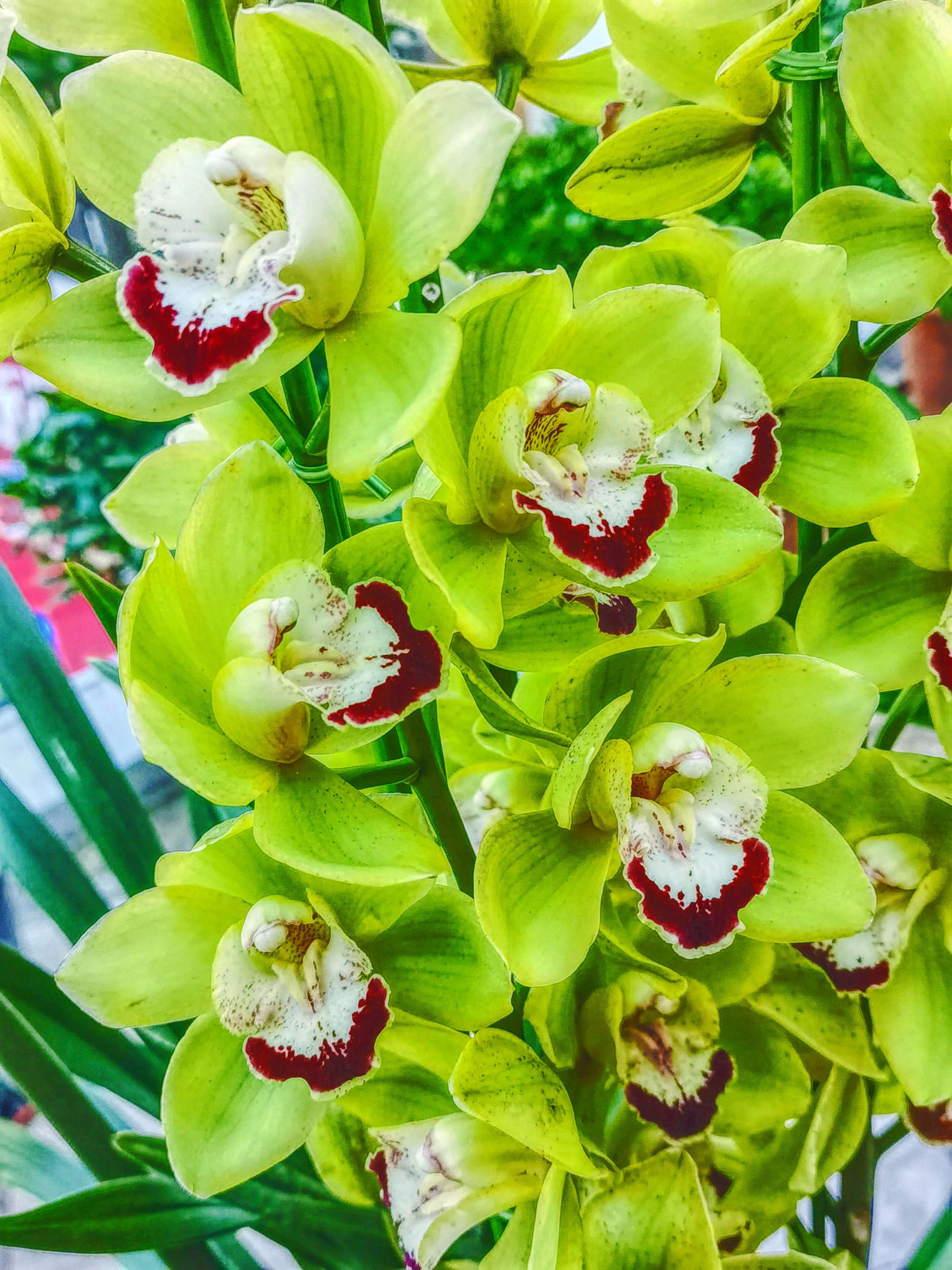 绿花大花蕙兰原创拍摄