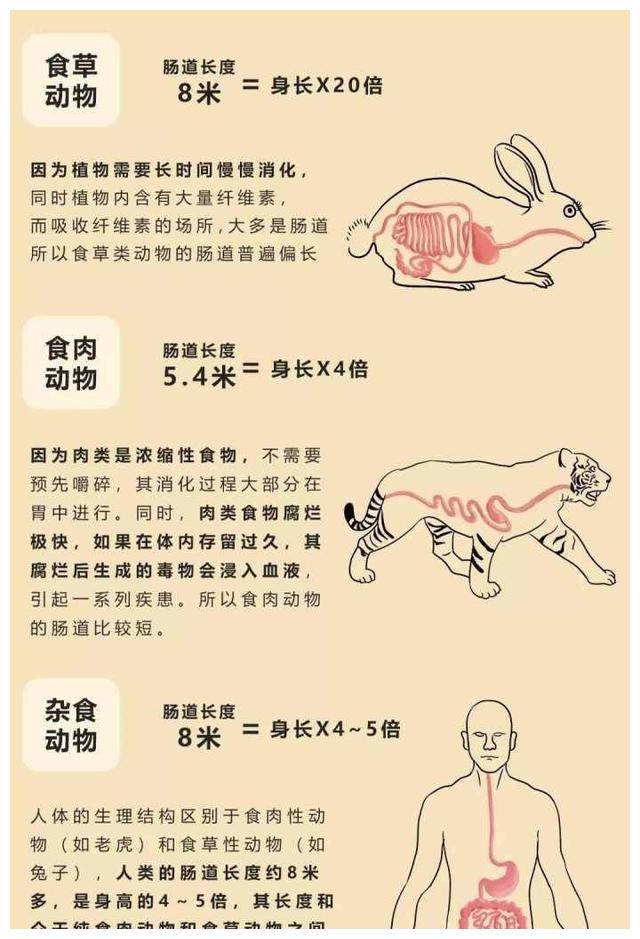 差哪儿了？为什么人类“生娃”会痛不欲生，而动物却很轻松？休闲区蓝鸢梦想 - Www.slyday.coM