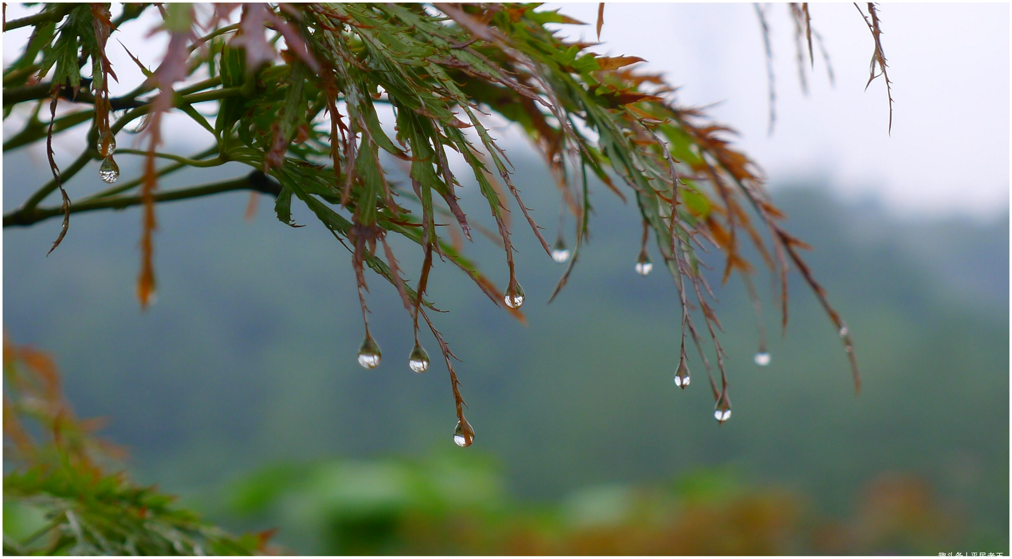 老话:八月初四下了雨,阴雨连绵到月中,下雨不好吗?