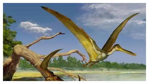 翼龙重生新物种快速进化并且就在我们身边