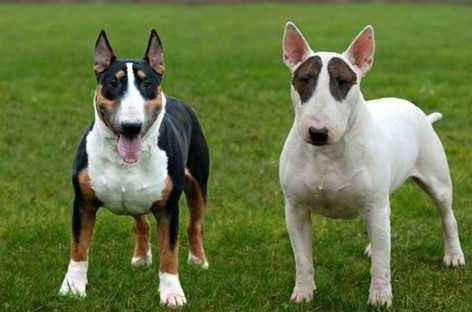 世界名犬之牛头梗,被禁养可不是因为长相,而是这货实在是太凶猛