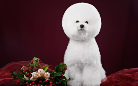 世界名犬之卷毛比熊犬,这类狗子就属于那种送你一只都不敢养系列