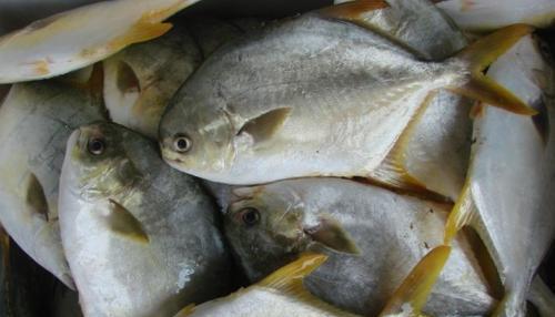 在市场买鱼,聪明人专挑这4种,便宜又美味,鱼贩子都夸你是行家