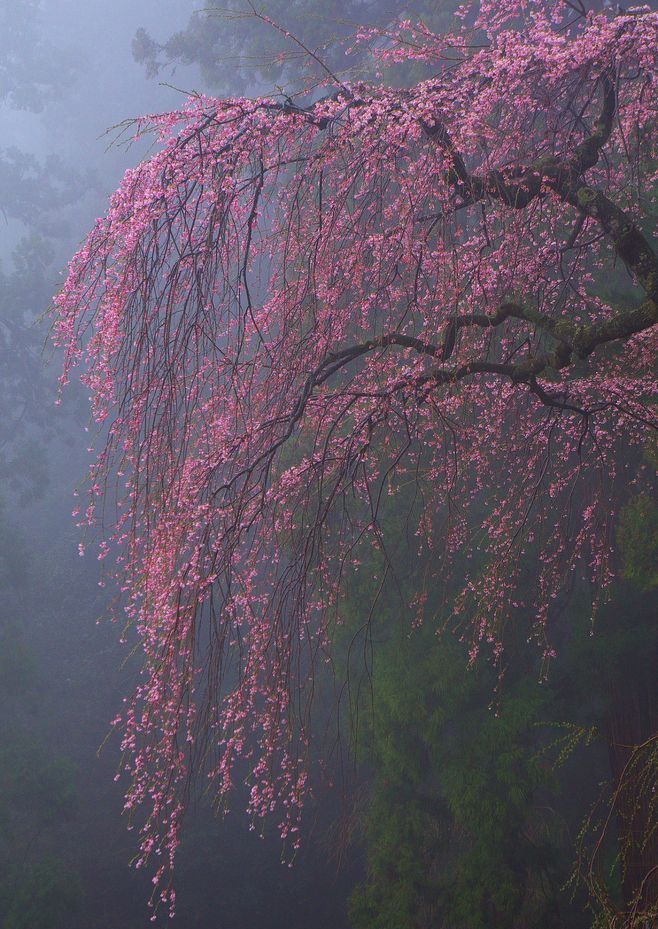 细路小桥人独往,落花流水燕飞忙