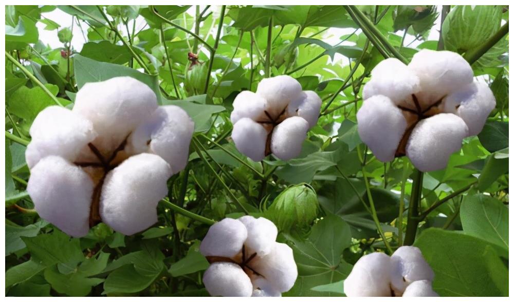 关于新疆棉花的一些常识 你知道吗?休闲区蓝鸢梦想 - Www.slyday.coM 关于新疆棉花的一些常识 你知道吗?休闲区蓝鸢梦想 - Www.slyday.coM