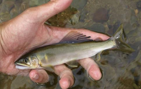 它是由郑成功引进的,所以被称之为"国姓鱼",有些地方也叫它"秋生鱼"