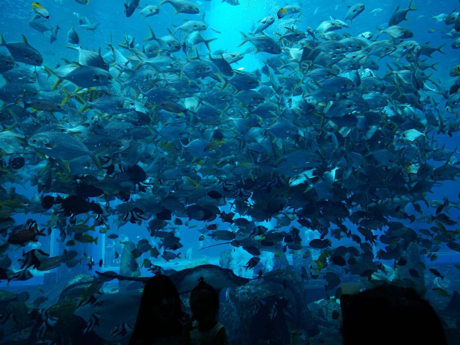 去亚特兰蒂斯失落的空间水族馆探索神秘水下遗迹景观目不暇接