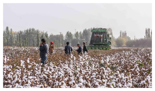 关于新疆棉花的一些常识 你知道吗?休闲区蓝鸢梦想 - Www.slyday.coM 关于新疆棉花的一些常识 你知道吗?休闲区蓝鸢梦想 - Www.slyday.coM