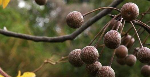 南方的一种怪水果,又苦又涩没人吃,到了潮汕,孩子和鸟抢着吃休闲区蓝鸢梦想 - Www.slyday.coM 南方的一种怪水果,又苦又涩没人吃,到了潮汕,孩子和鸟抢着吃休闲区蓝鸢梦想 - Www.slyday.coM