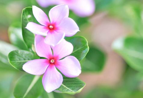 农历八月二十六秋分后 养什么花 以下3种花 长长久久快快乐乐 长春花 多肉植物 蕙兰 新浪新闻