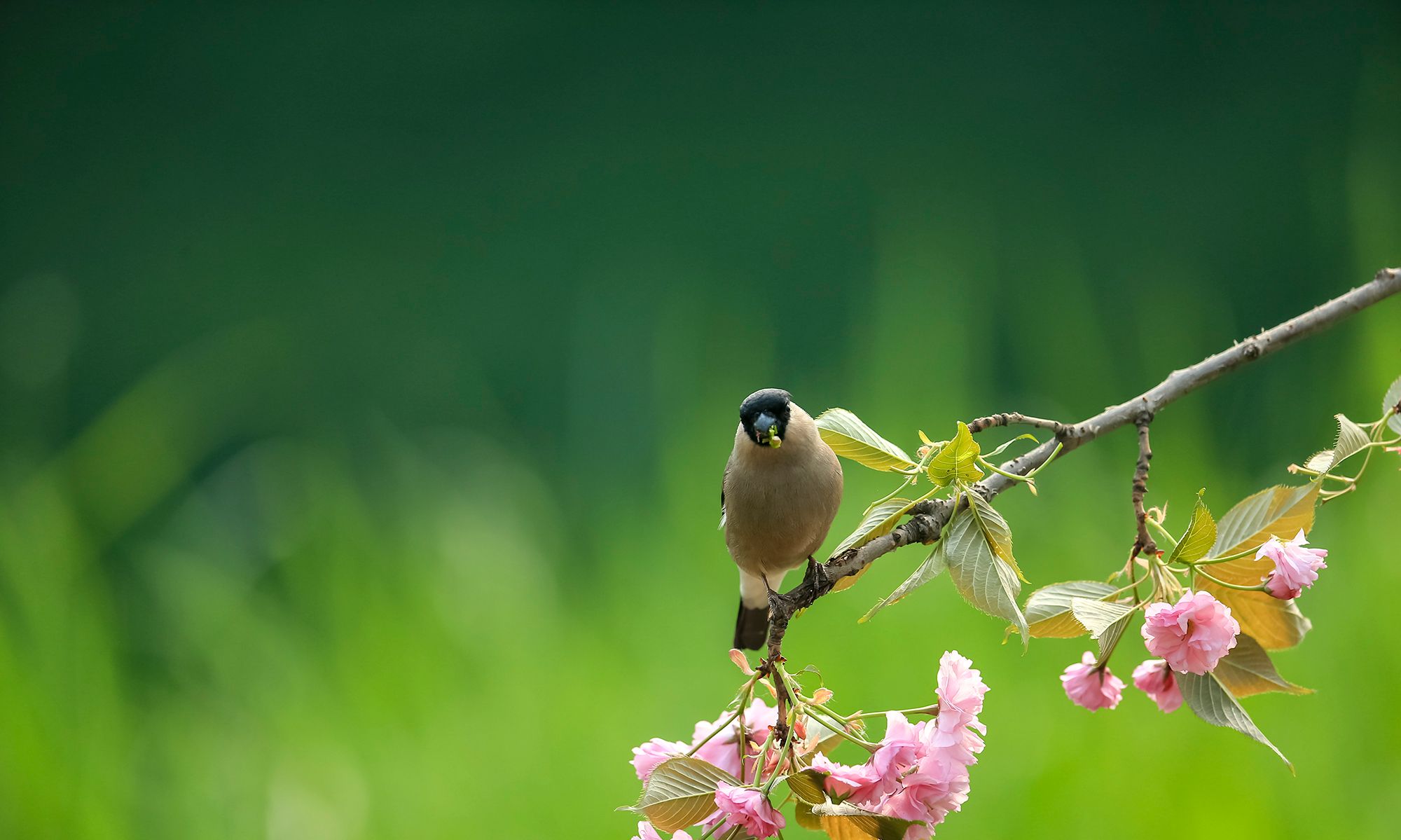 花开正好,一只小鸟栖息在花枝,啄食花瓣,一幅漂亮的鸟语花香图_高清图