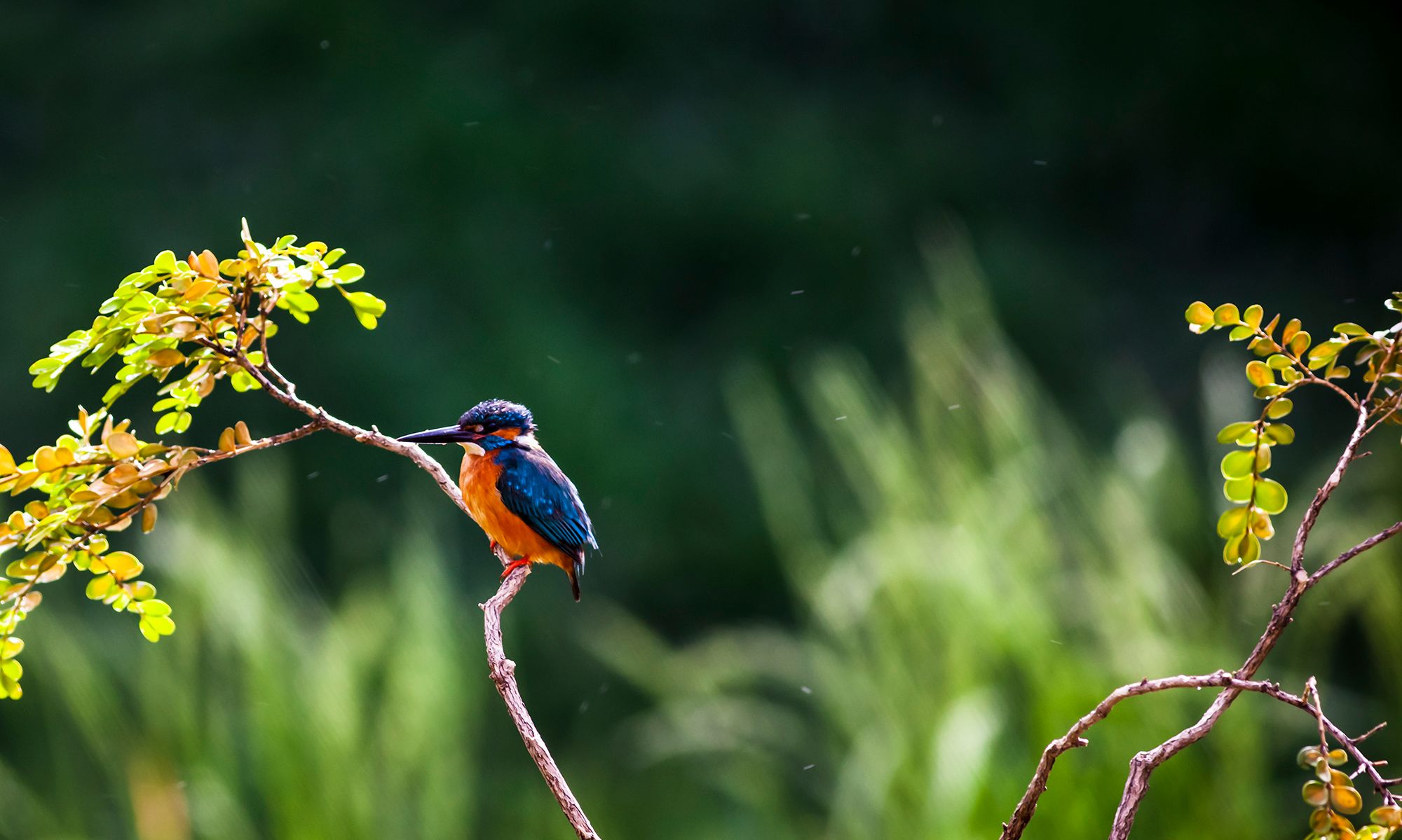 这种小鸟的羽毛非常美丽,羽毛在光线照射下,会发出翠绿色的光芒_高清