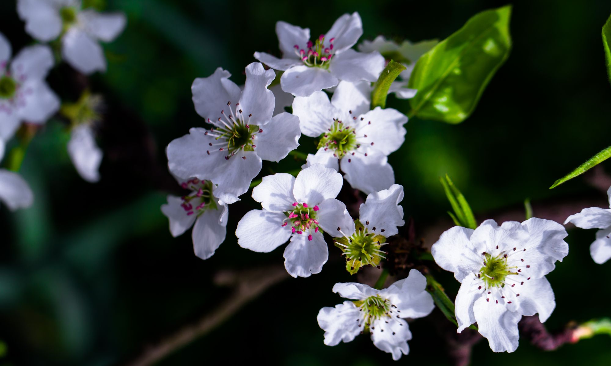 一树一树梨花,一张一张壁纸来2