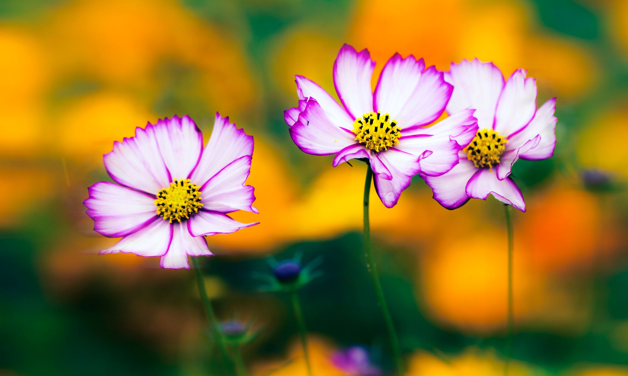 谁手里还没有几张花卉壁纸呢?