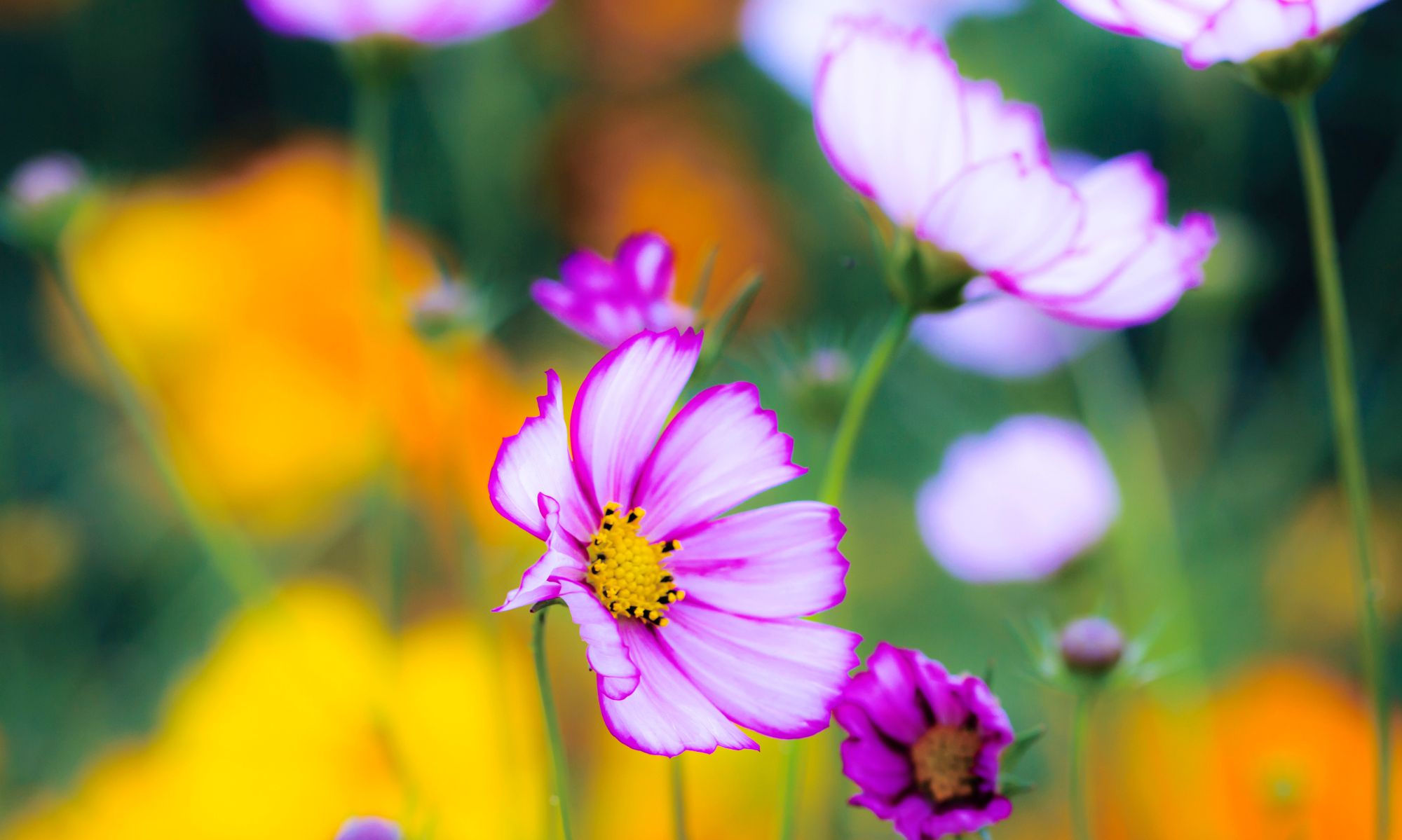 谁手里还没有几张花卉壁纸呢