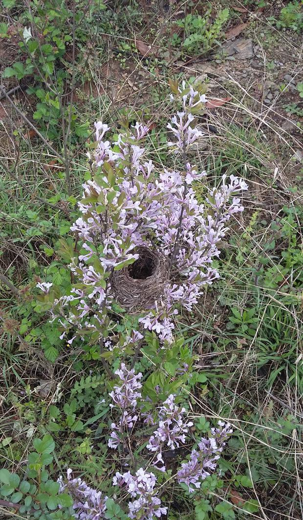 此物人称"头痛花",是治疗"气喘"特效药,路边就有,需要带走|芜花|气喘