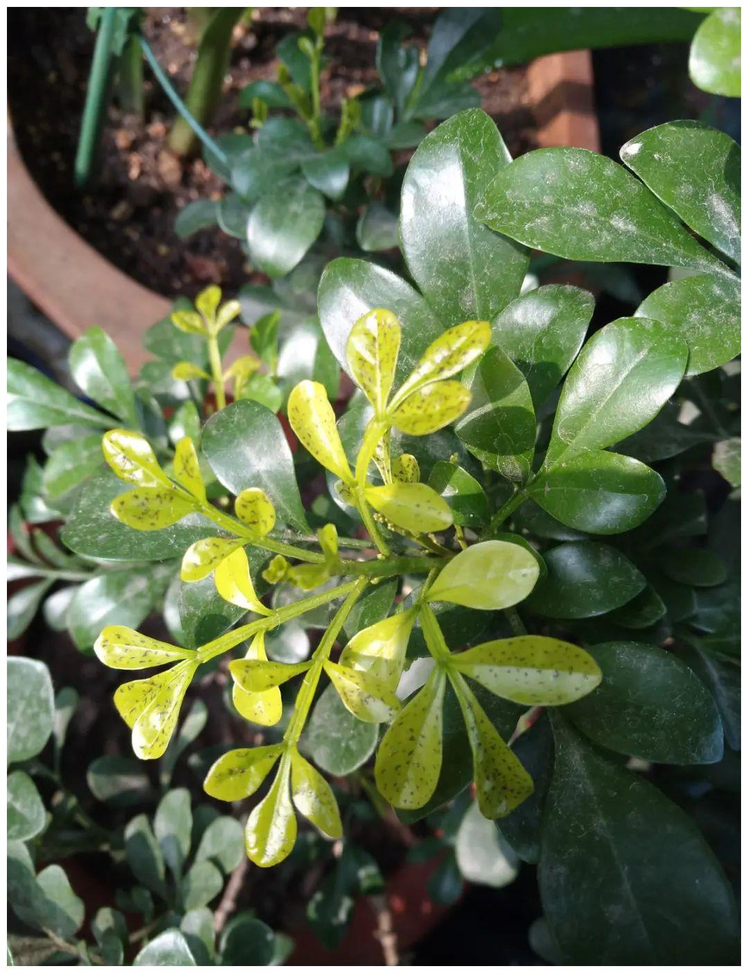 米兰的叶子变黄,老叶变黄是正常的,也有季节变化的原因,如果大量叶子