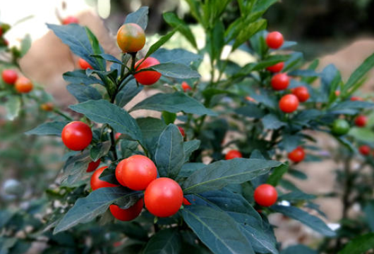 吉庆果好养又耐旱四季挂满红果果不会养花的都养它