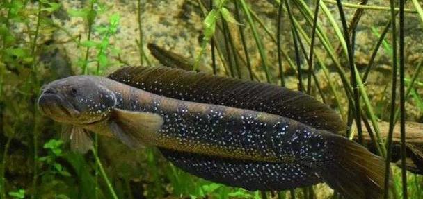 颜值很高性格霸气既可食用又可欣赏的一种国内雷龙鱼