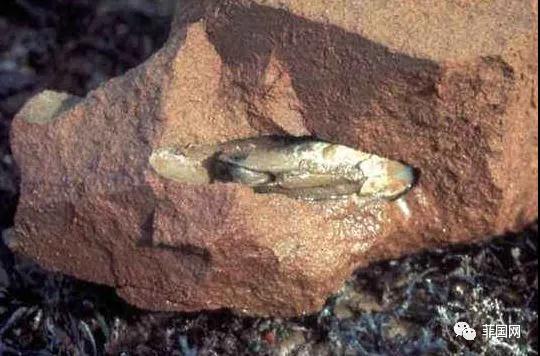 虫子|科学家|菲律宾_新浪新闻