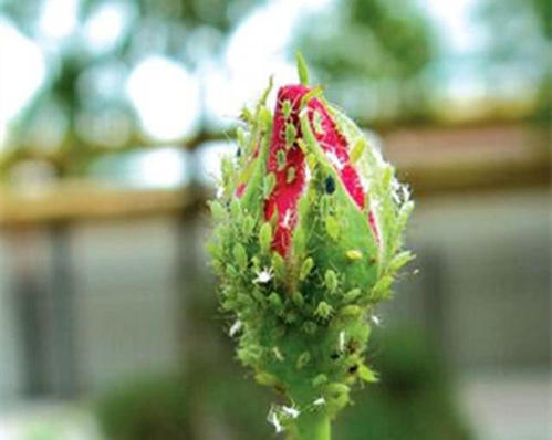 教你一招,一天就能轻松搞定_高清图集_新浪网