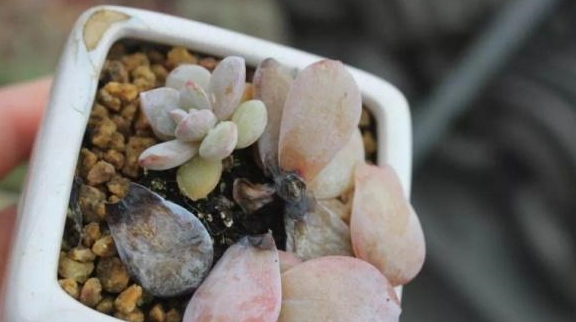 多肉 不对劲 叶子变成透明色 引起注意 这个 信号 很危险 多肉植物 叶片 养护 新浪新闻 多肉 不对劲 叶子变成透明色 引起注意 这个 信号 很危险 多肉植物 叶片 养护 新浪新闻