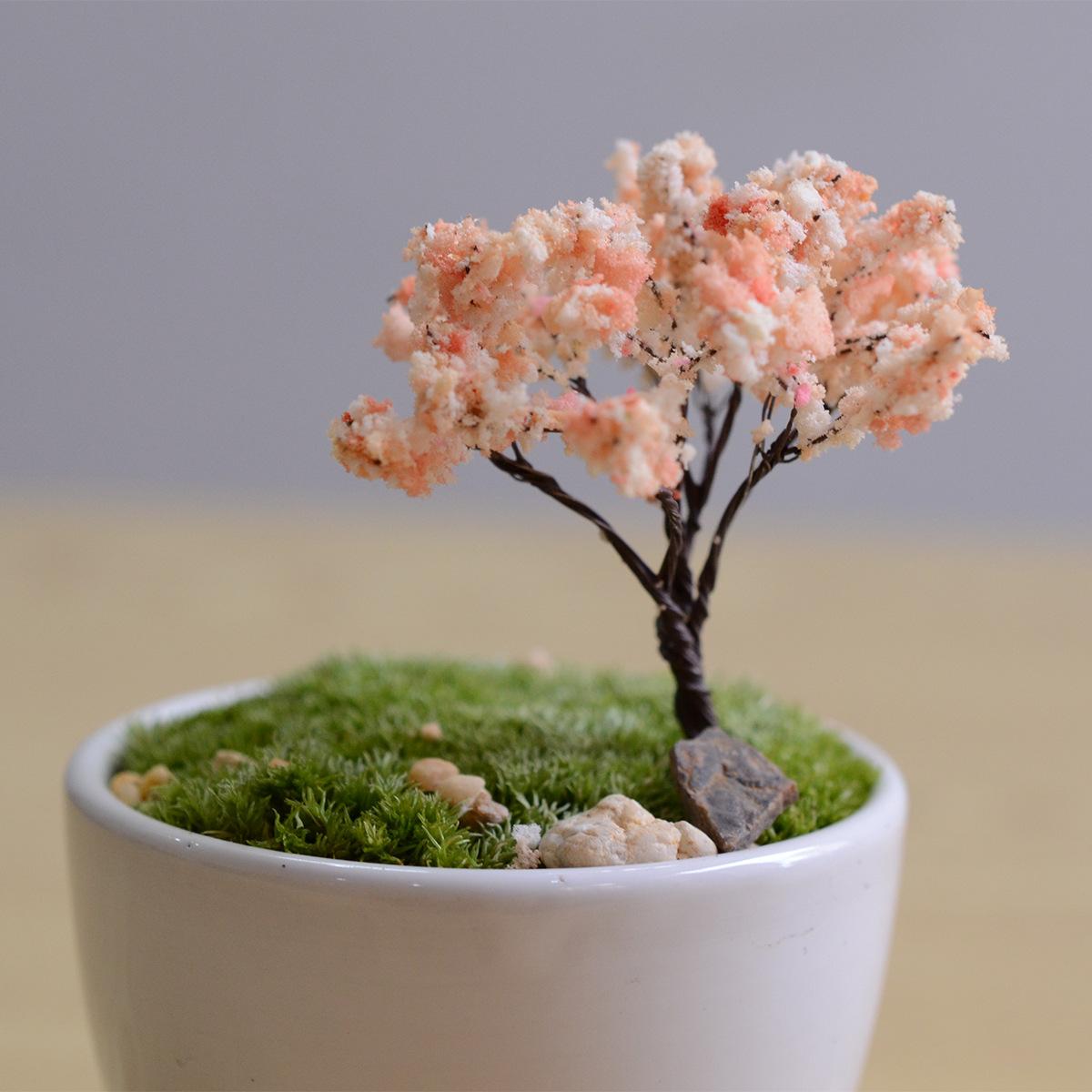 樱花可以制作盆栽的土壤水肥处理好树杈开满花