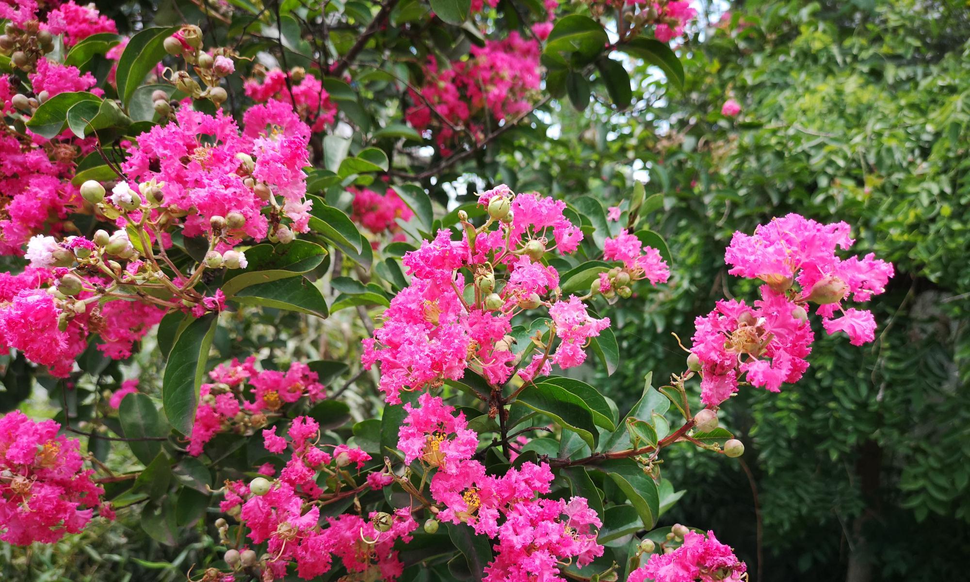 绽放在夏天的花,花绚烂,香也暖|紫薇花|凌霄花|木槿花_新浪新闻