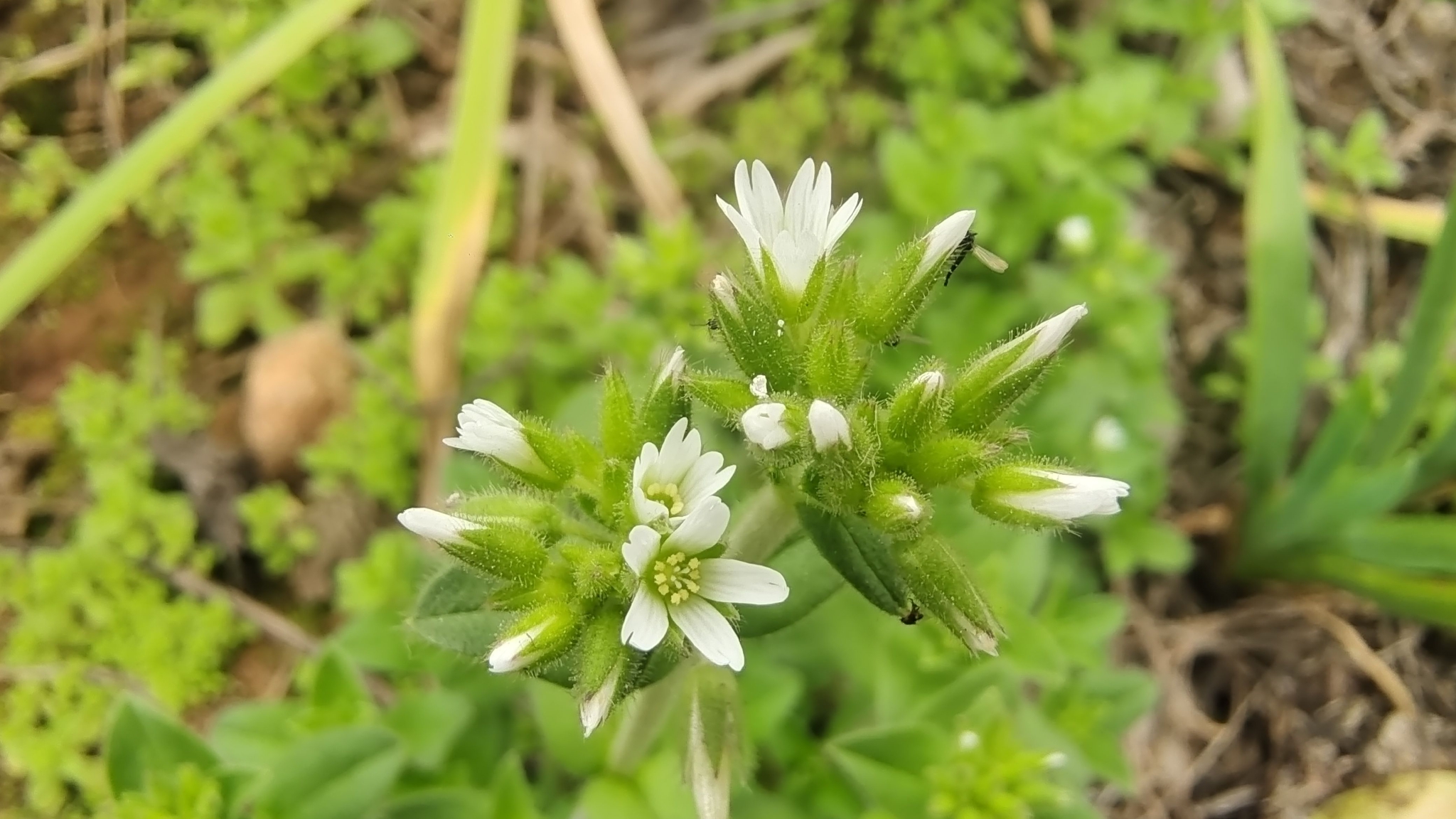 吉安随拍:花花草草之球序卷耳