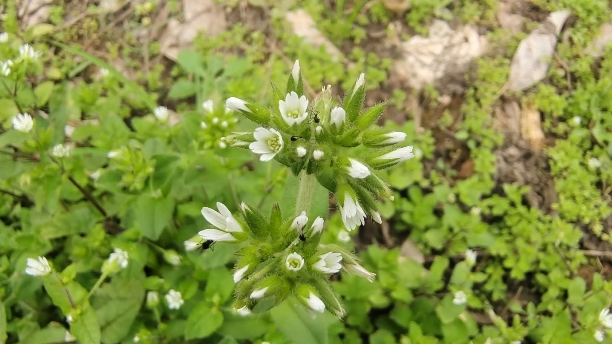 吉安随拍:花花草草之球序卷耳