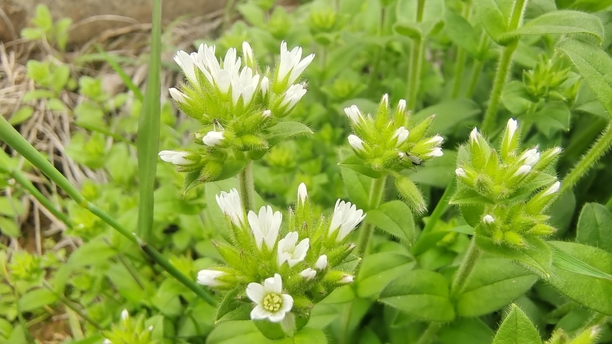 吉安随拍:花花草草之球序卷耳