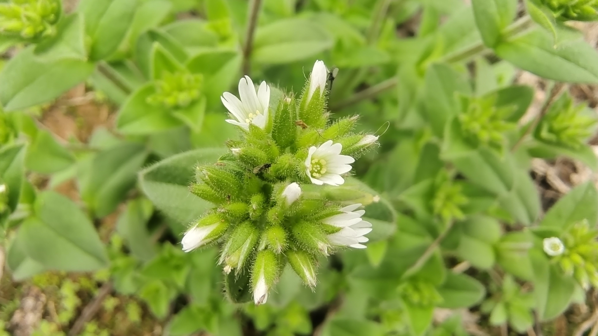 吉安随拍:花花草草之球序卷耳
