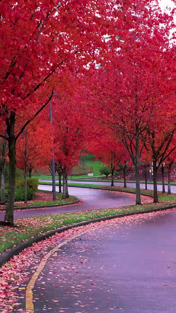 温奕心的一首一路生花磁性嗓音超迷人听了太赞了