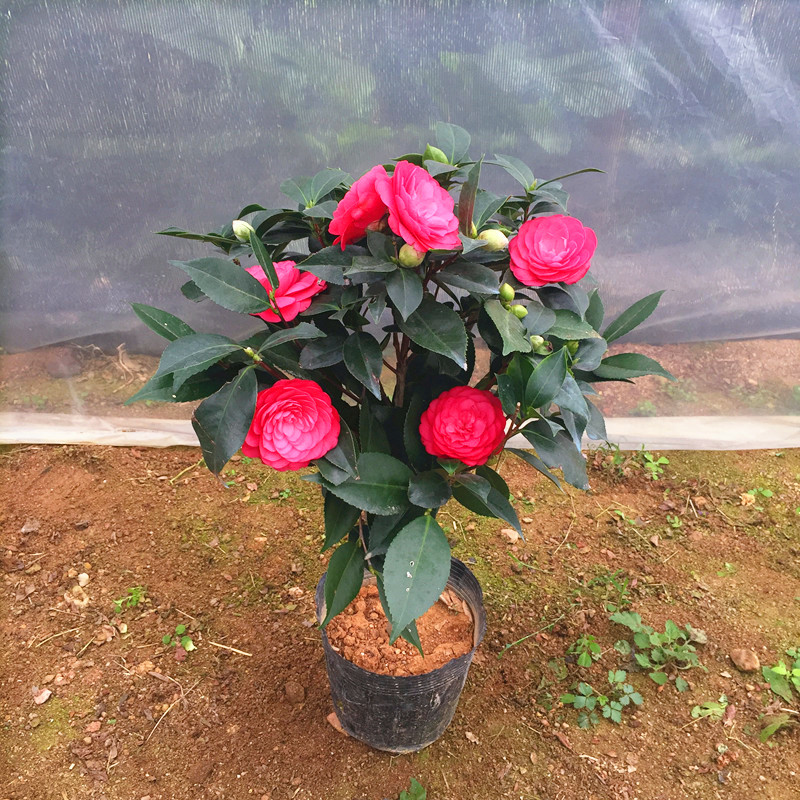 此种茶花适合新手养,养护容易,开大红花,漂亮又喜庆,花期也长