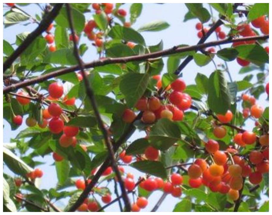 种植大樱桃,如何搭配授粉树好?需要注意什么?