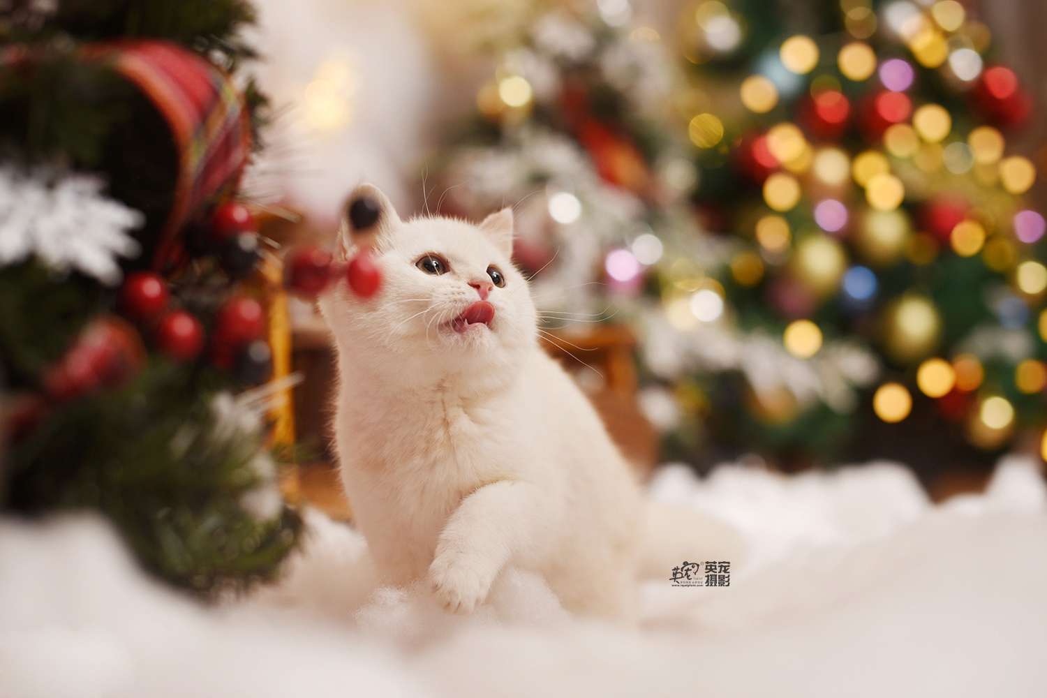 作为一只美喵喵圣诞节你需要什么呢