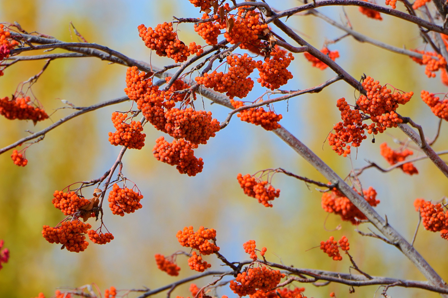 美丽的花楸果,原创拍摄