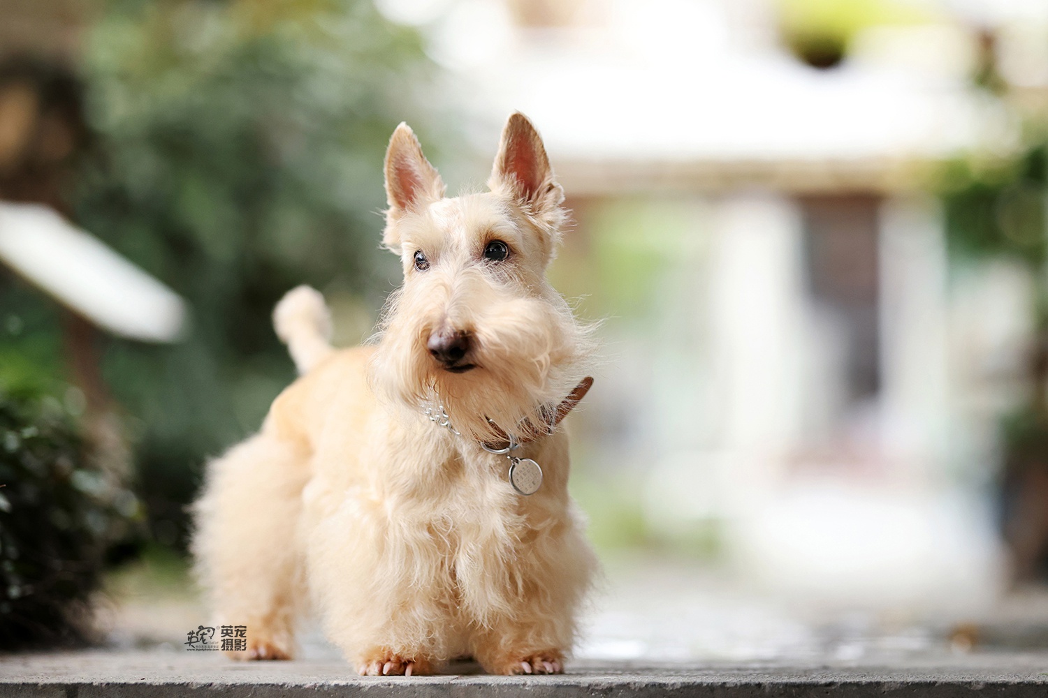 短腿系再添一个小可爱苏格兰梗,这次是麦色,你喜欢么?