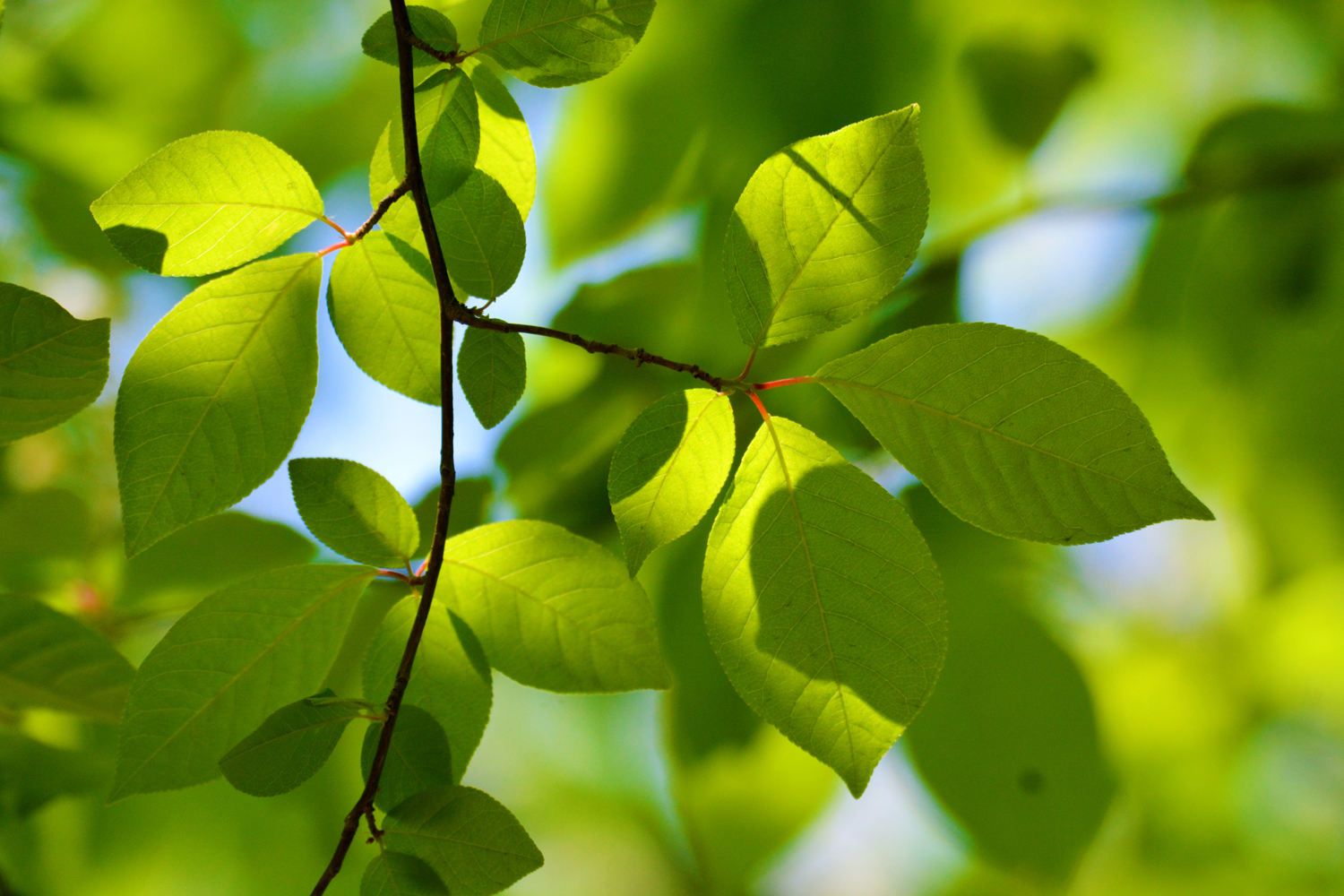 春天的稠李树叶,原创拍摄__财经头条