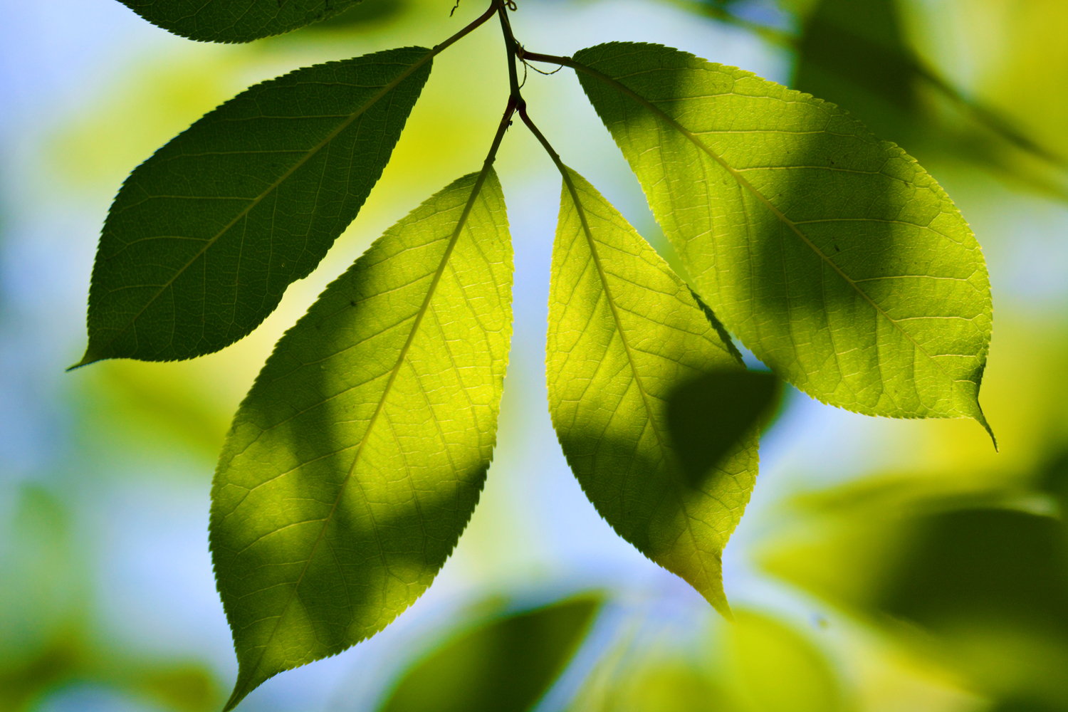 春天的稠李树叶原创拍摄