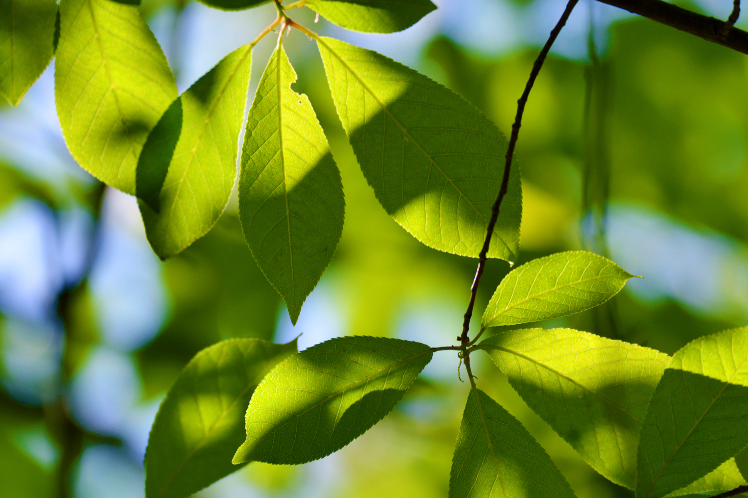春天的稠李树叶,原创拍摄春天的稠李树叶,原创拍摄春