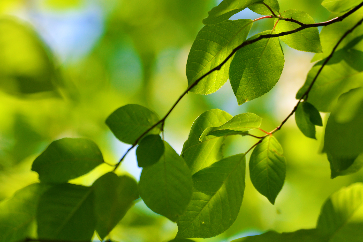 春天的稠李树叶原创拍摄