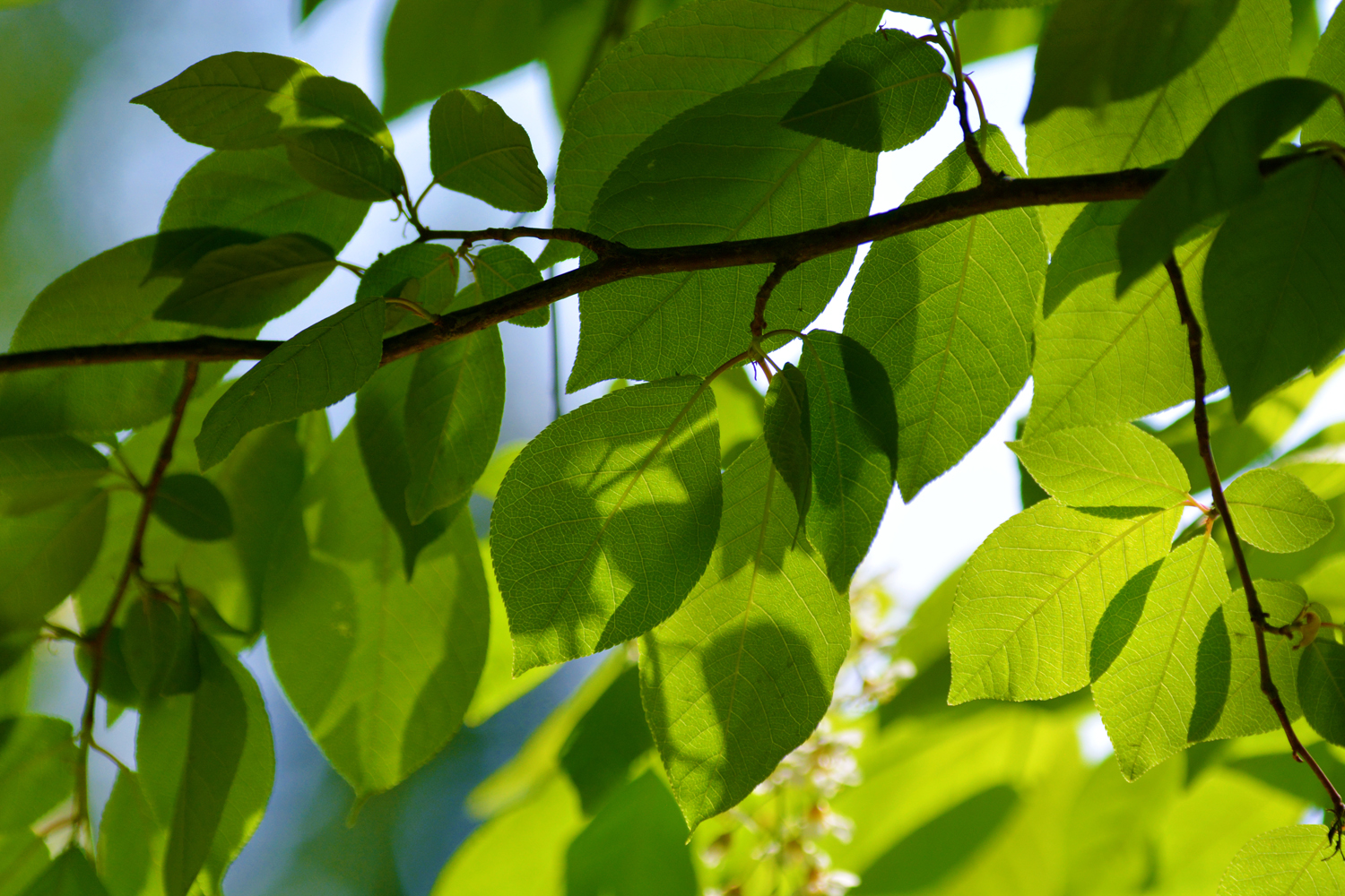 春天的稠李树叶原创拍摄