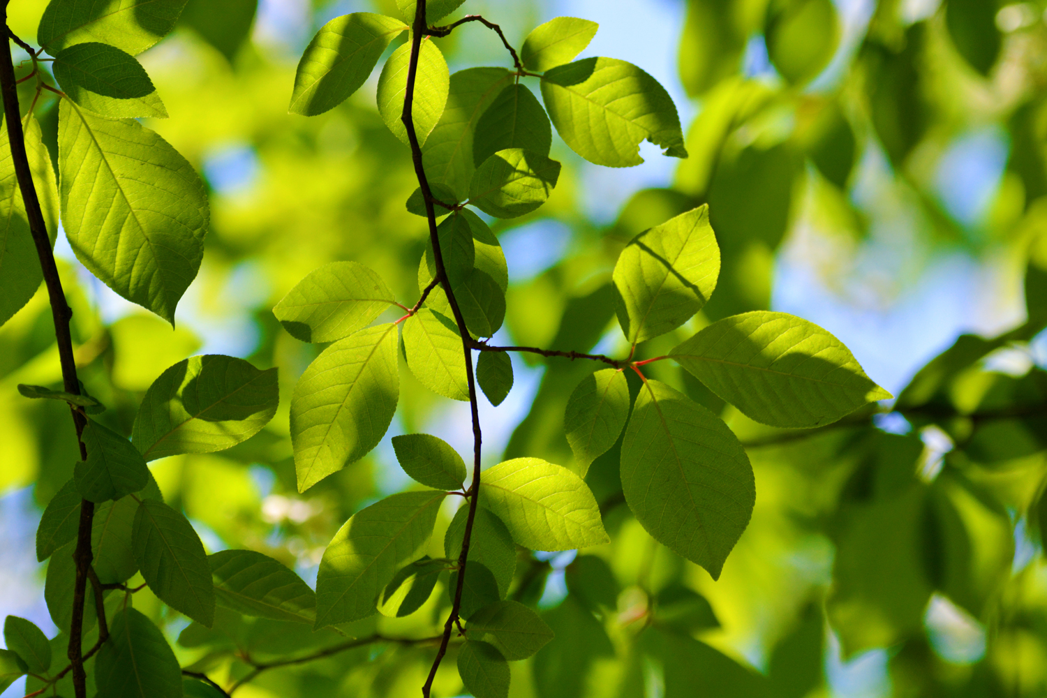 春天的稠李树叶原创拍摄