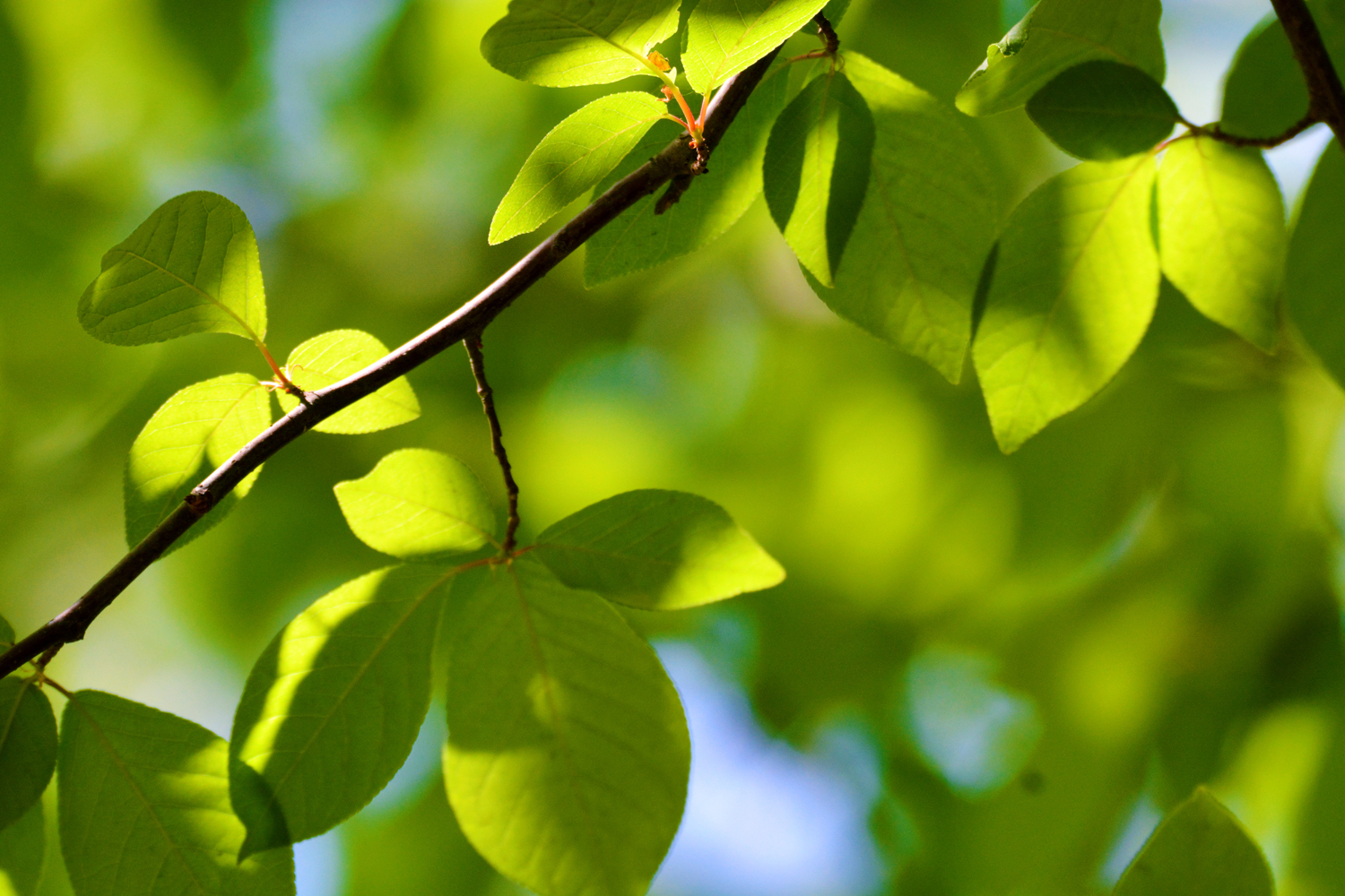 春天的稠李树叶,原创拍摄春天的稠李树叶,原创拍摄头