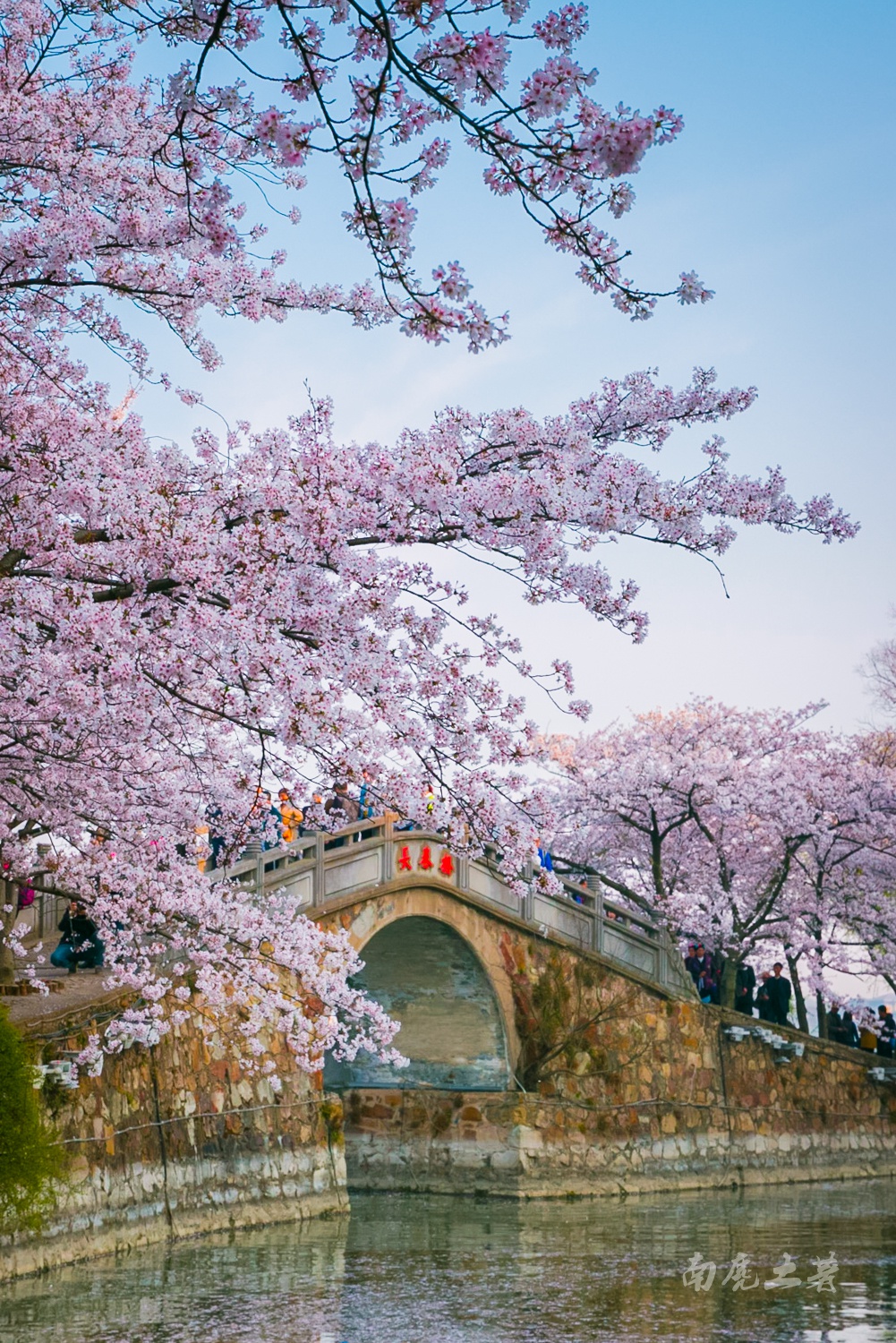 烂漫的樱花与遥远的传说交相辉映,赏樱花首选太湖绝佳处